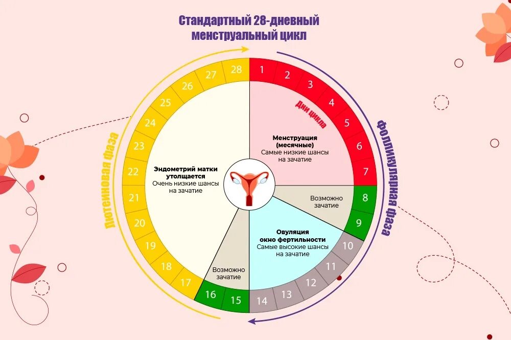 Шансы забеременеть перед. Цикл менструационного цикла. Месячные цикл. Менструальный цикл схема. Цикл у женщин.