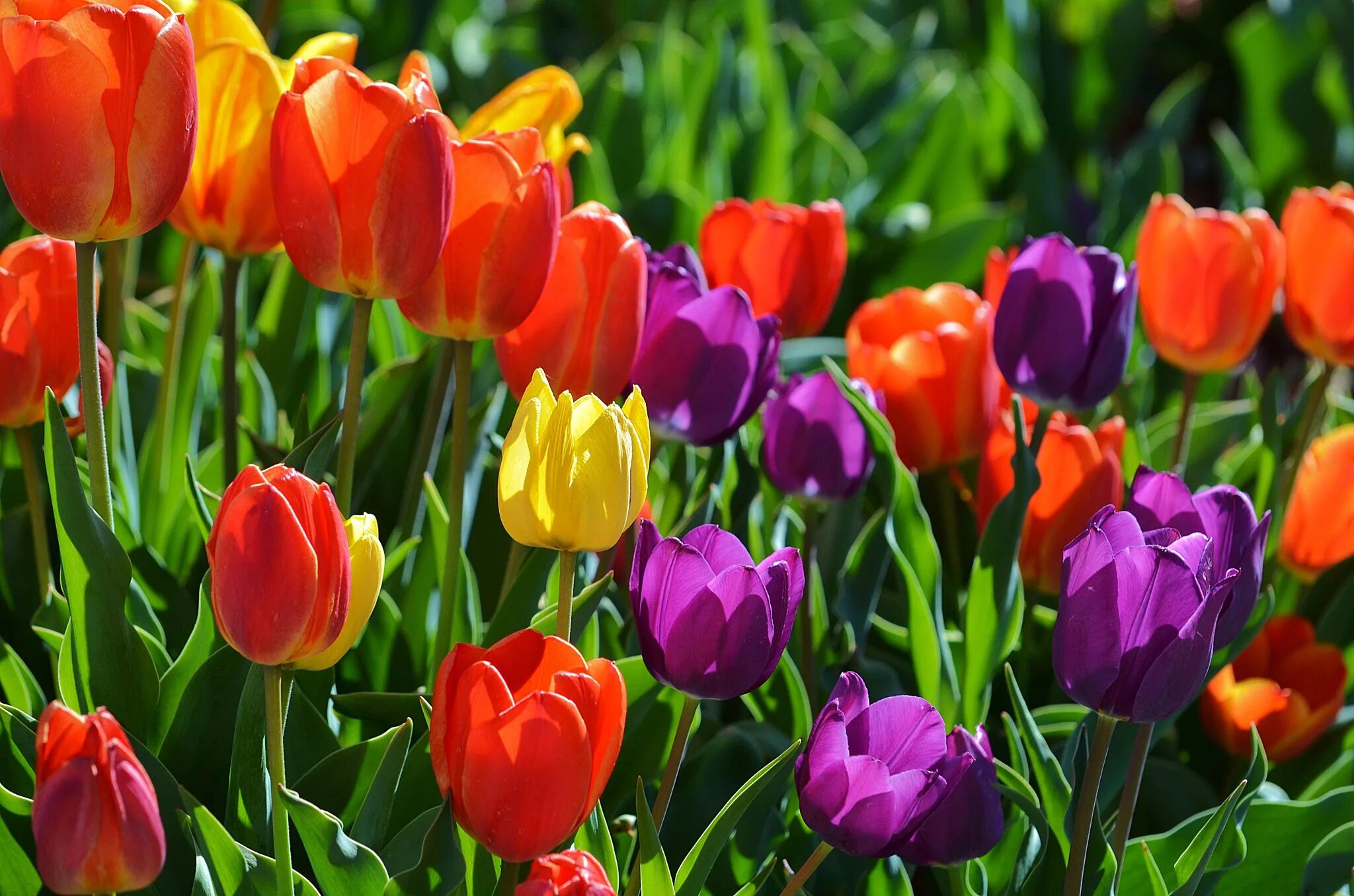 Расцвели тюльпаны ярко песня. Тюльпан Vesna. Қызғалдақ цветок. Тюльпаны разноцветные. Весенние тюльпаны.