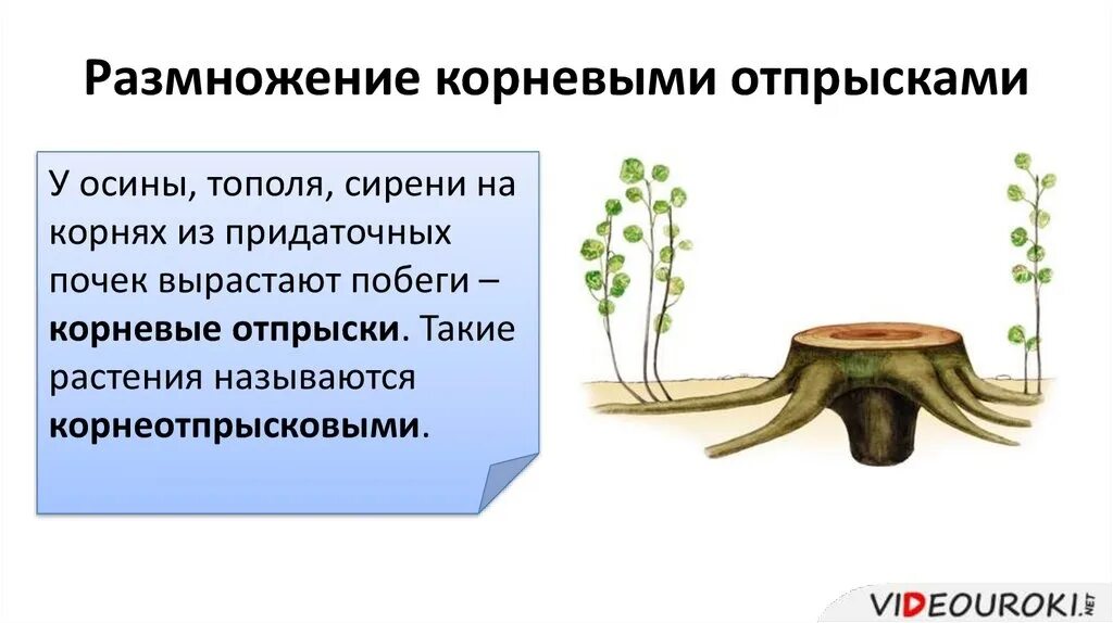 Размножение корневыми побегами. Вегетативное размножение отпрысками. Вегетативное размножение растений корневыми отпрысками. Размножение корневыми отпрысками схема. Корневые отпрыски у растений.