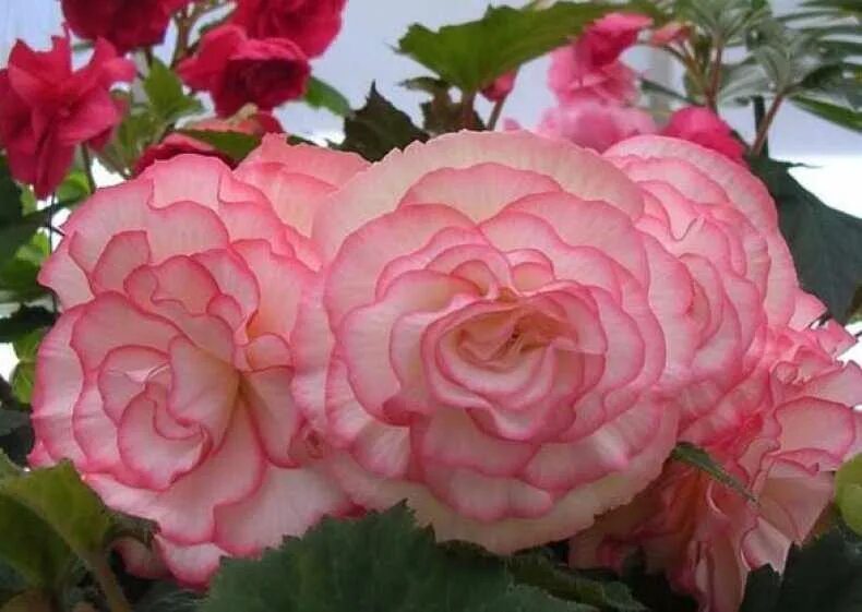 Бегония одората анжелика. Бегония клубневая империал f1 вайт. Бегония клубневая гоу-гоу розовая. Бегонии клубневые. Бегония клубневая фортуна голден.