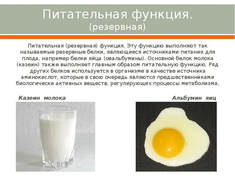 Выполняет питательную функцию