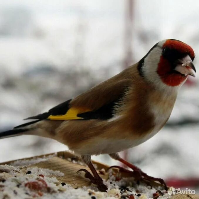 Самые известные певчие птицы зимуют в африке. Самые известные певчие птицы зимуют в африке. Перелетные певчие птицы среднего урала. Лазоревка щегол. Самые известные певчие птицы зимуют в африке.
