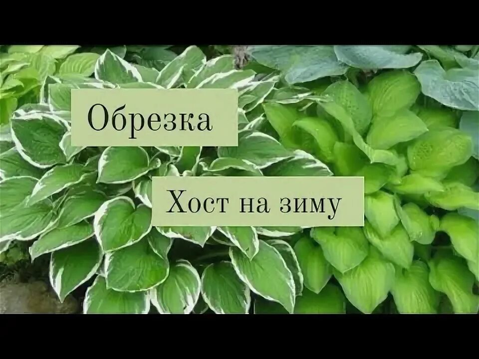 Подготовка хост к зиме в сибири. Подготовка хост к зиме в сибири