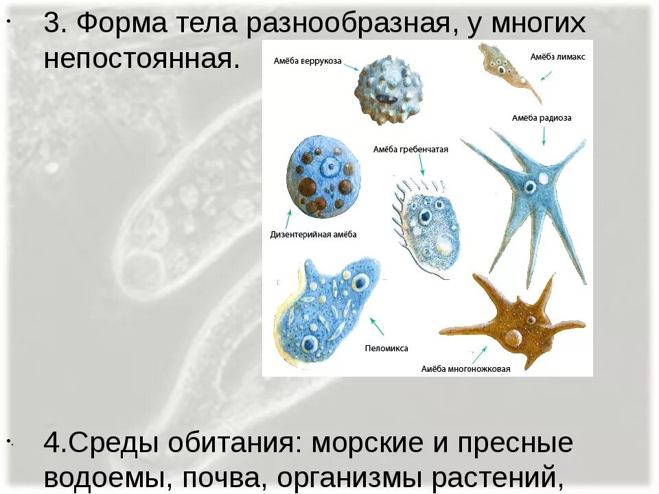 Непостоянная форма тела. Форма тела простейших. Формы тела протистов. Формы простейших организмов. Какую форму имеет простейшие