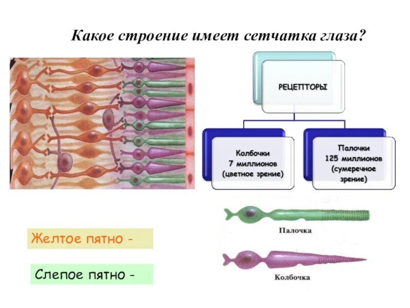 Плоское строение молекулы этилена. Современная структура сети интернет. Какие вещества имеют атомное строение. Какую структуру будет иметь. Какое строение.