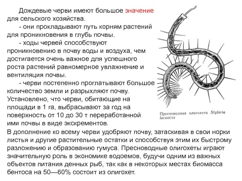 Текст кольчатые черви. Тип кольчатые черви Annelida. Значение кольчатых червей кратко. Значение кольчатых червей 7 класс кратко. Значение кольчатых червей.