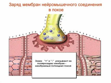 Заряд мембраны клетки в покое