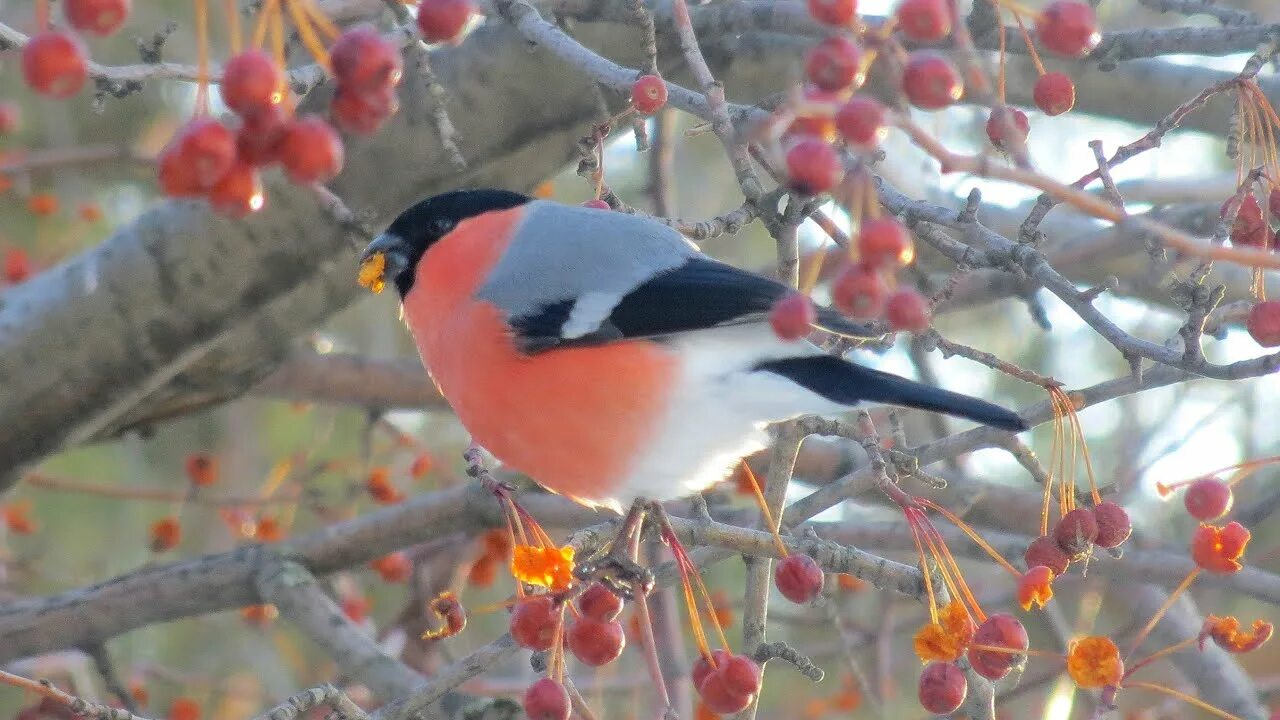 Снегири как яблоки. Снегири как яблоки. Розовые яблоки на ветках снегири. Зимующие птицы снегирь. Стих розовые яблоки на ветках снегири.