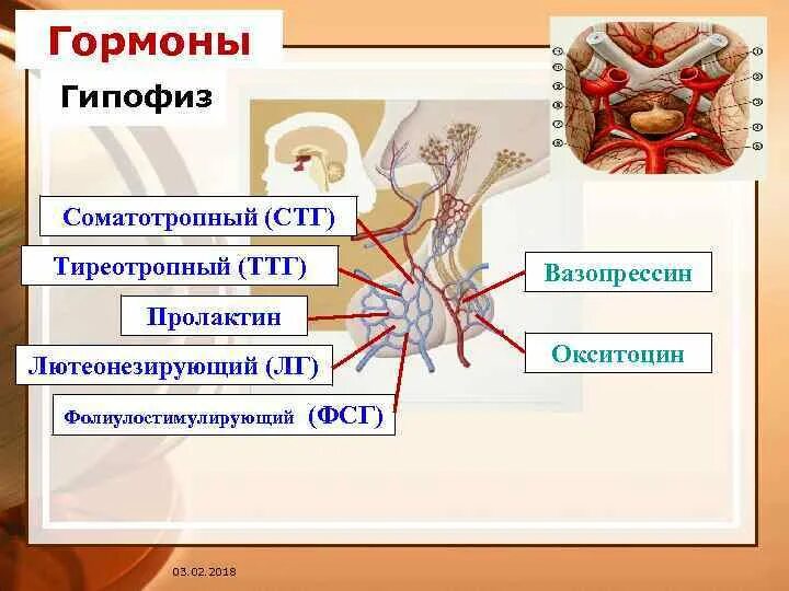 Симптомы гипофиз у мужчин. Соматотропный гормон гипофиза. Соматотропная опухоль гипофиза. Что такое гипофиз у женщин.