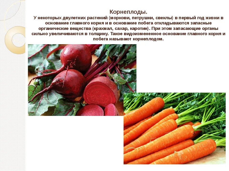 Корнеплод моркови является. Части корнеплода свеклы. витамины в корнеплодах. корнеплоды презентация. морковь двулетнее растение.