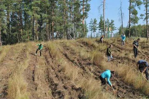 Проект участка лесовосстановления