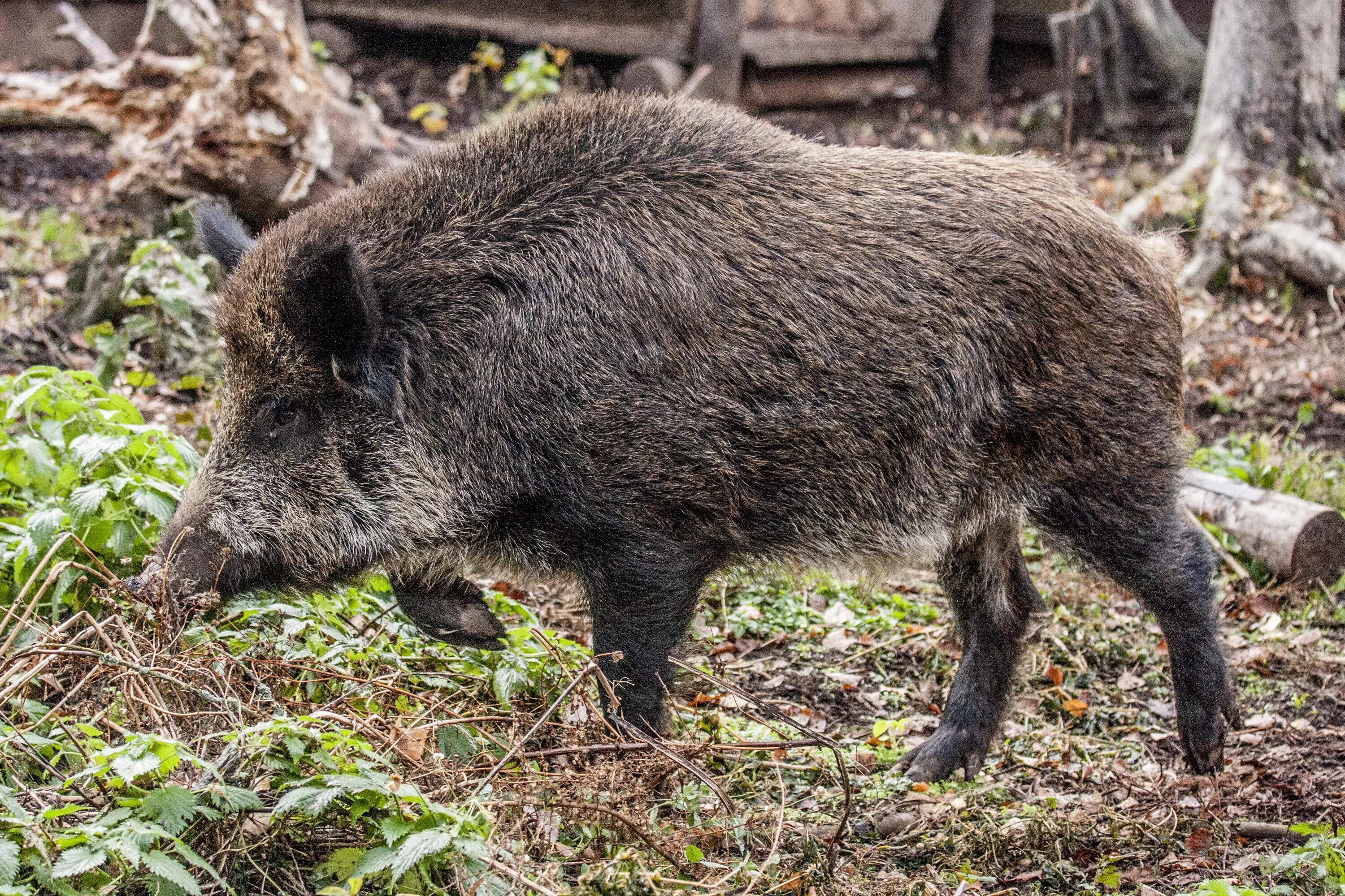Сказка кабан. Обитатели леса названия. Барсук и еж. Дикий кабан краснодарского края. Лесные животные карточки.