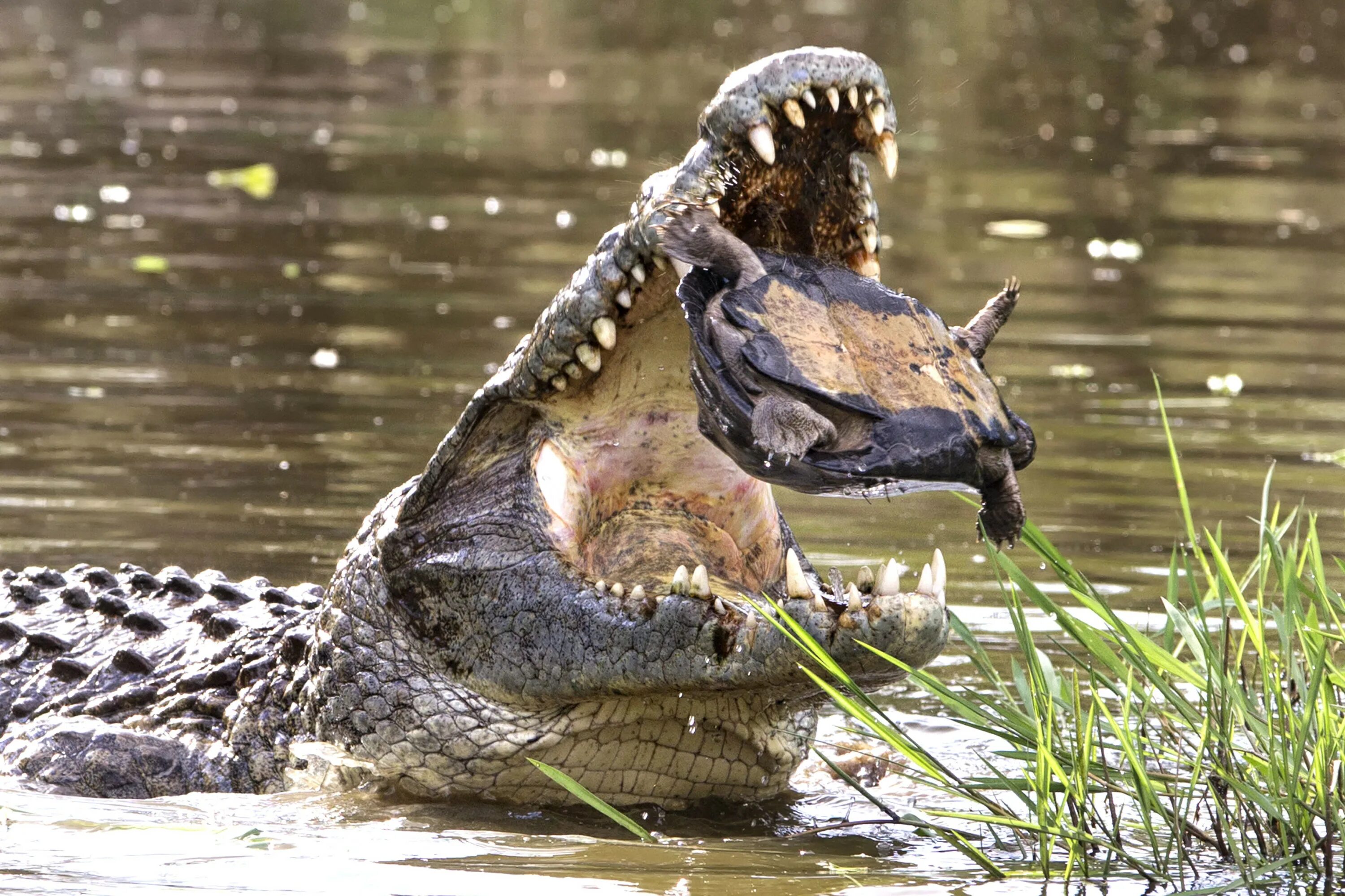 Какой хищник живет. Нильский крокодил. Гребнистый крокодил охота. Гребнистый крокодил и Аллигатор. Гребнистый крокодил е ст.