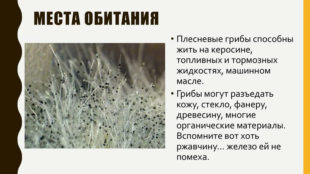 Мукор среда обитания. Плесневелые грибы среда обитания. место обитания гриба мукора. плесневые грибы место обитания.