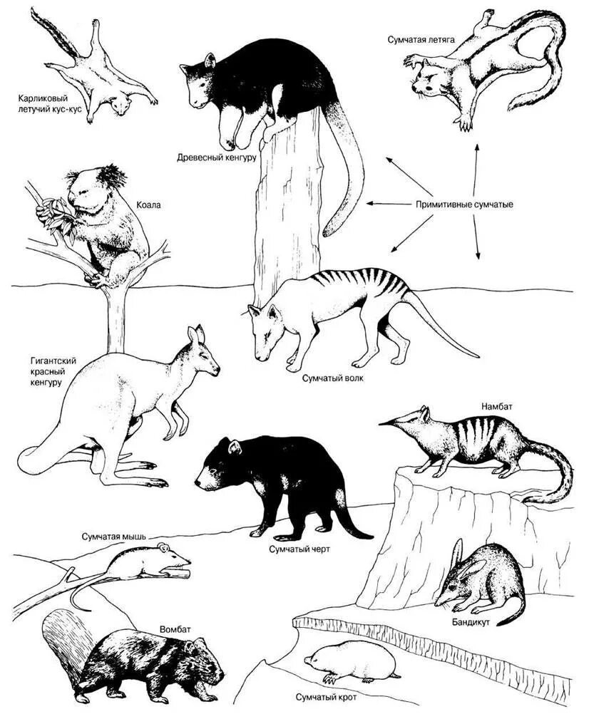 Схема развития сумчатых млекопитающих. Эволюция млекопитающих схема. Эволюция сумчатых млекопитающих. Адаптивная радиация млекопитающих. Млекопитающие древо