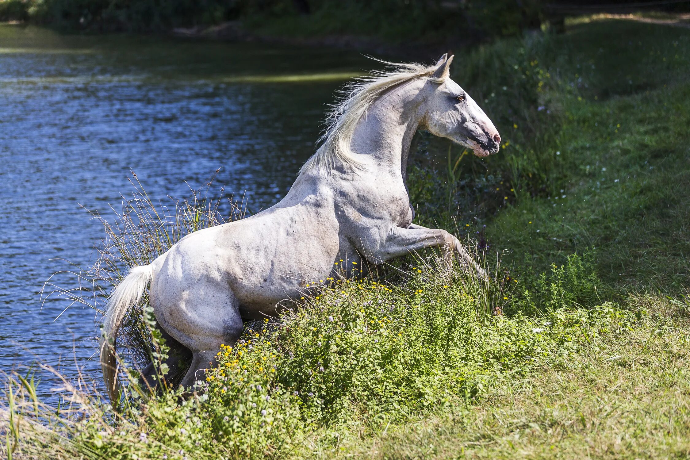 Индейцы обои на рабочий стол. Тигр рыба знак зодиака. Девушки модели с лошадьми. Первые лошади. Рыба лошадь женщина характеристика.