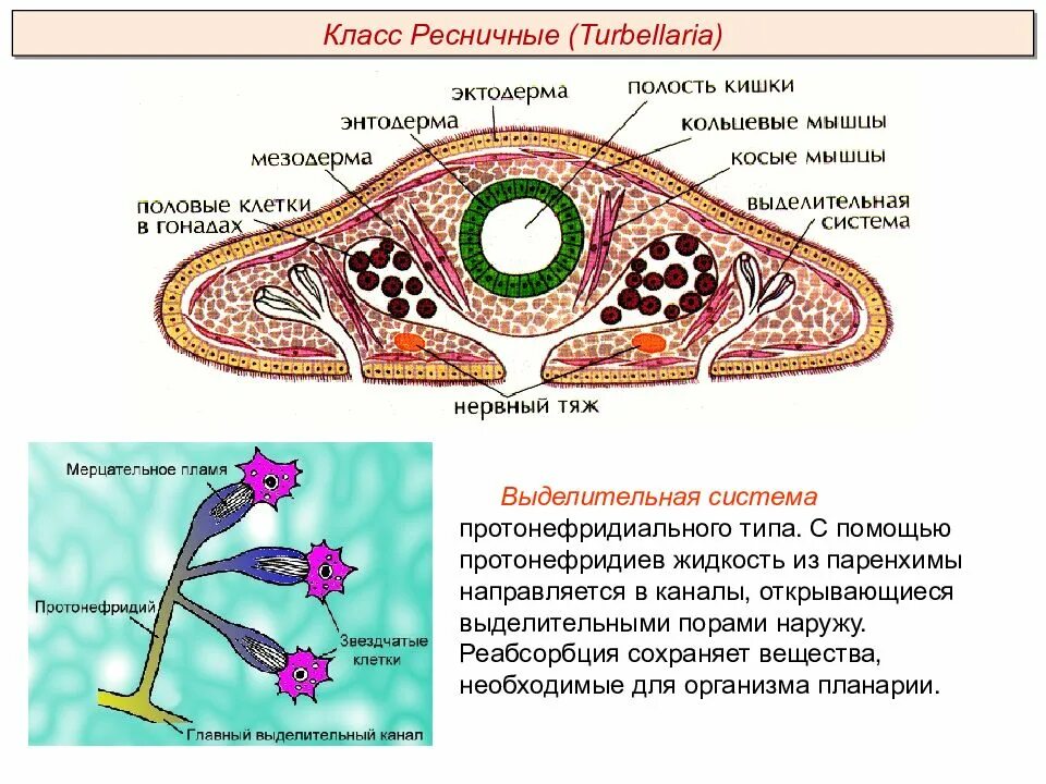 Особенности строения выделительной системы плоских червей. Тип плоские черви ресничные выделительная система. плоские черви протонефридии. выделительная система органов плоских червей. выделительная система ресничных червей.