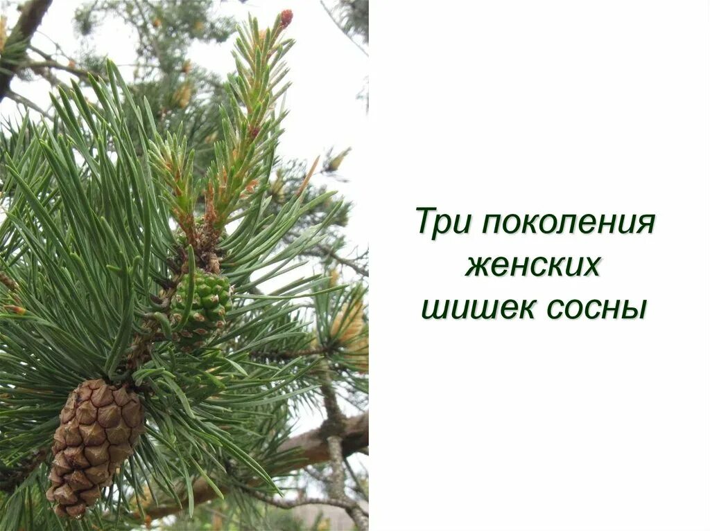 Женская шишка хвойных. Сосновый вертун сосны обыкновенной. Женские шишки голосеменных. Одиночные шишки сосны обыкновенной. Женские шишки сосны обыкновенной.