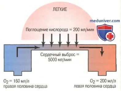Частота сердечного выброса