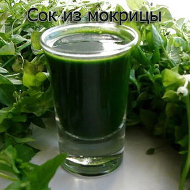 Настой мокрицы. Сок травы мокрицы. сок звездчатки. отвар из мокрицы.