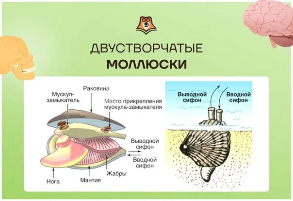 Дыхательная система ОГЭ биология. Зоология ОГЭ биология. ОГЭ по биологии УМСКУЛ Зоология. Дыхательная система человека ОГЭ биология. Огэ биология курицы