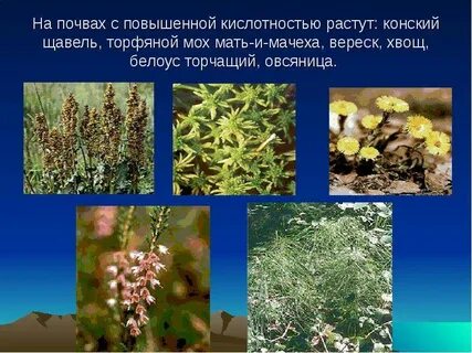 Растения разных почвах