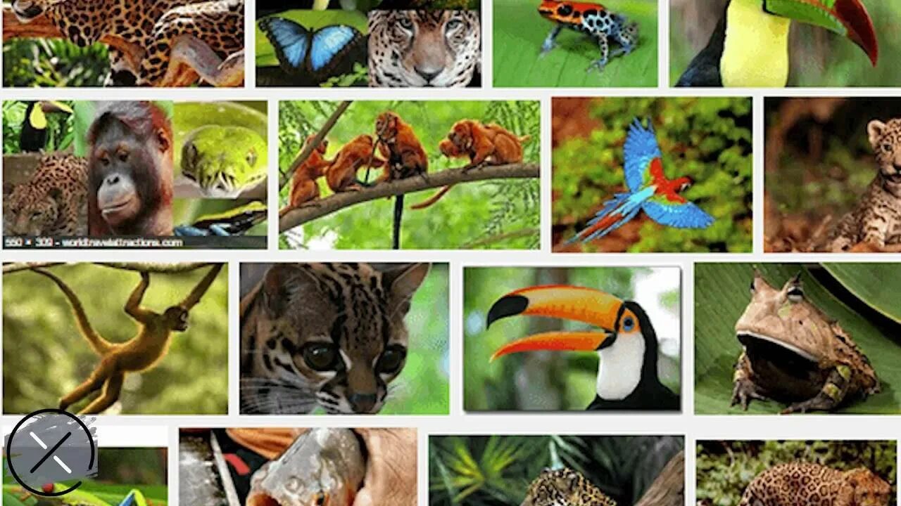 Видовое разнообразие животных леса. Обитатели сельвы Южной Америки. Животные тропического леса. Влажные тропические леса животные. Животные тропического пояса.