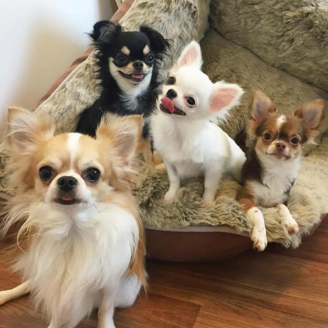 Порода собак чихуахуа. Какую собаку завести маленькую. Щенки для квартиры маленькие. Померанский шпиц домашний. Порода собак чихуахуа длинношерстные.