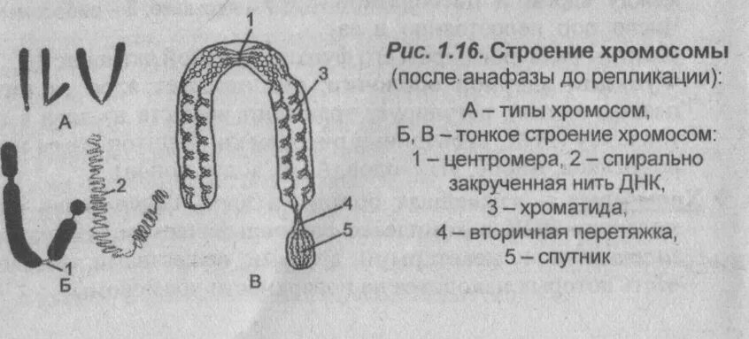 Какие типы хромосом вам известны. Строение хромосомы метафазная хромосома. Структура метафазной хромосомы. Строение хромосомы рисунок. Строение метафазной хромосомы.