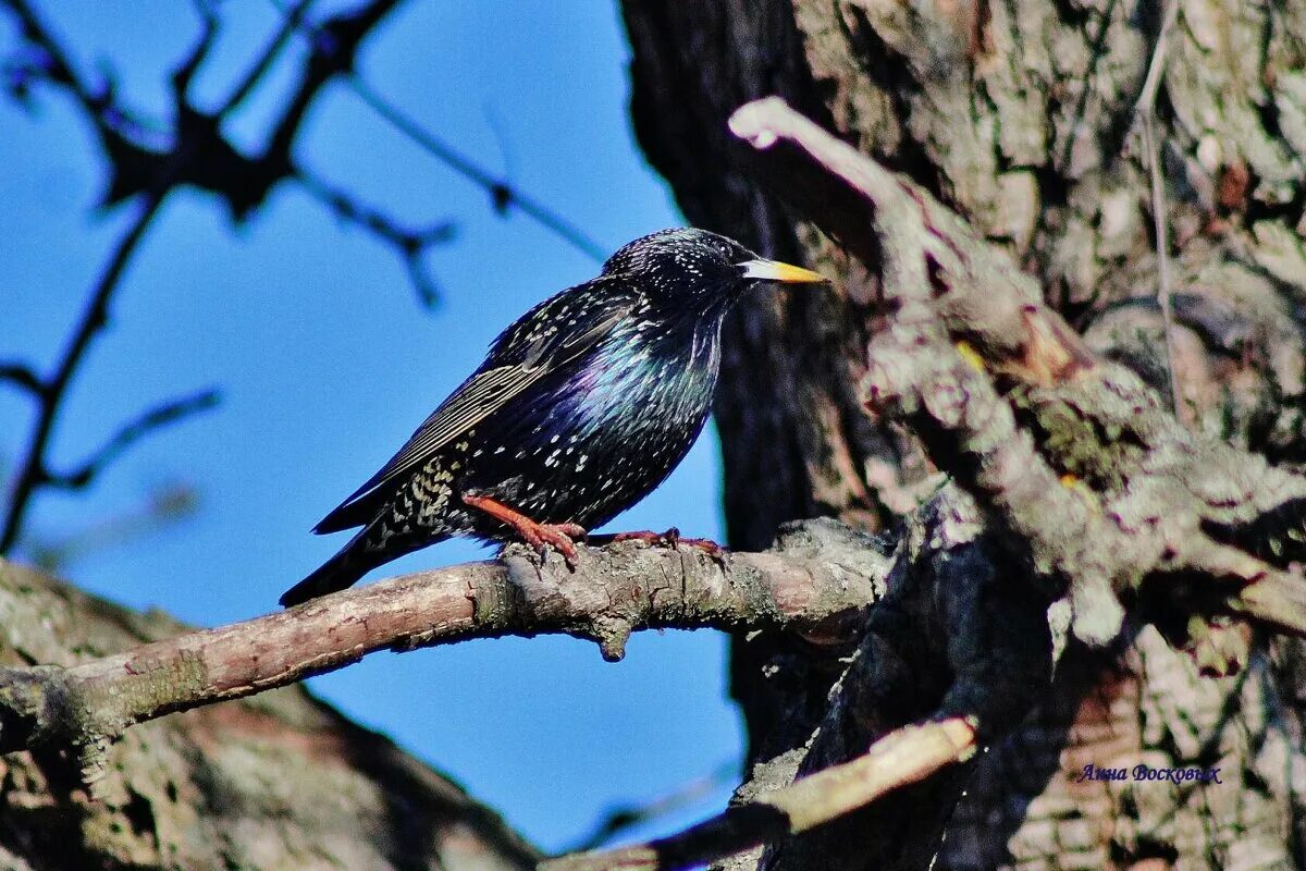 настоящую песню скворца надо слушать. приспособление к условиям зимы скворец. скворец в узбекистане. о скворце твардовский. скворец мем.