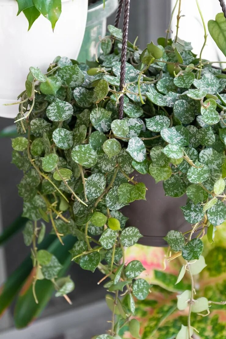 Хойя куртиси. Хойя curtisii. Hoya curtisii/Хойя куртиси. Хойя curtisii Silver. Хойя curtisii Silver Splash.