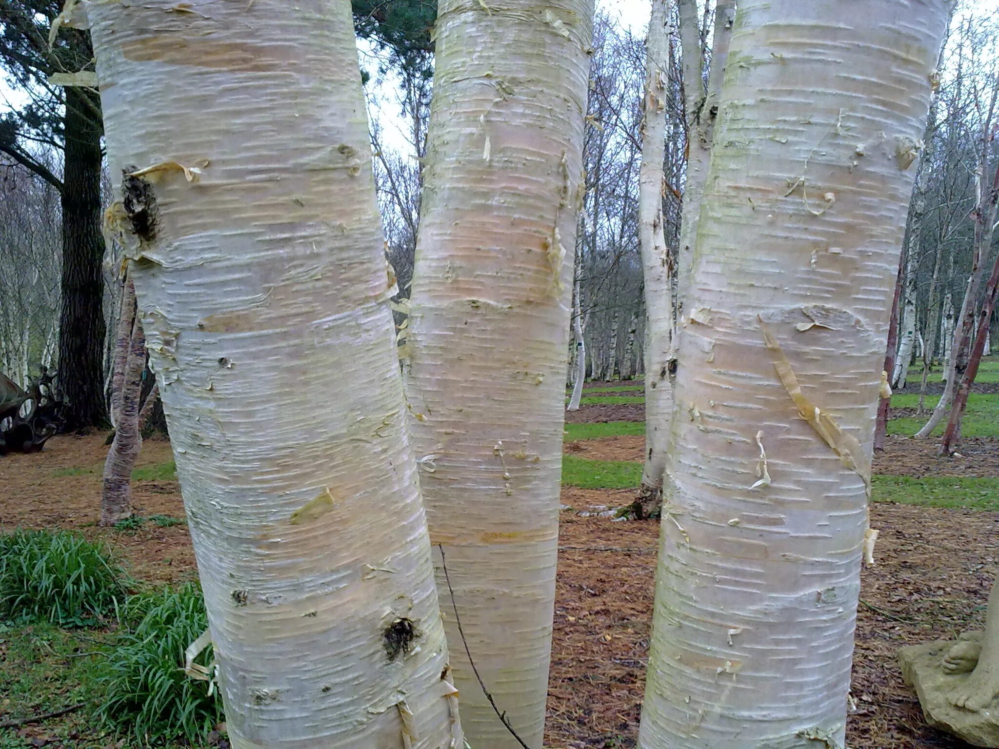березовый лес. береза. белый ствол березы. кора березы. береза бородавчатая кора.
