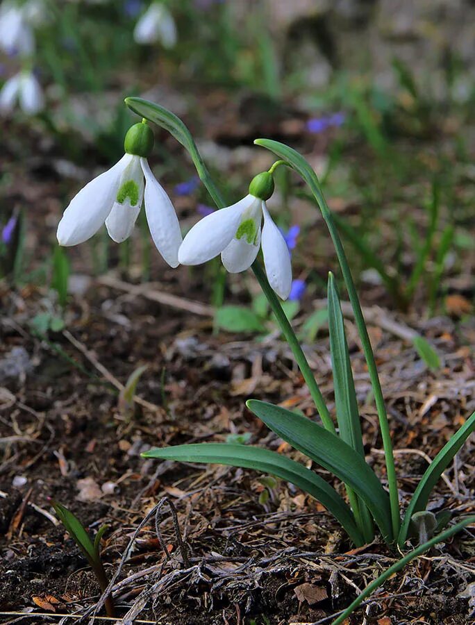 Пролеска крокус галантус. Галантус нивалис. Подснежник широколистный. Подснежник тонколистный. Первоцветы галантусы.
