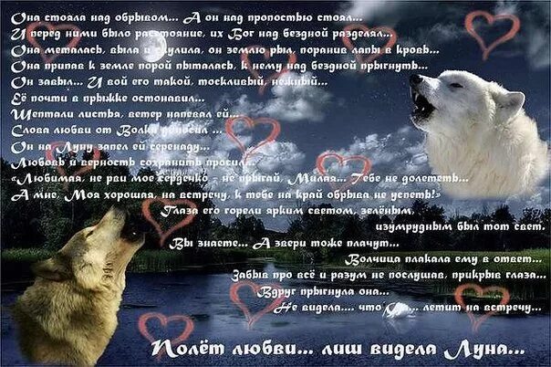 Волчица песня. Одинокая волчица картинки. Песня про волчицу которая. Песня про волчицу которая. Песня про волчицу которая.