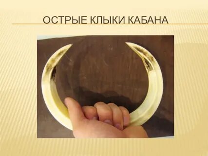 Лунное озверение хср