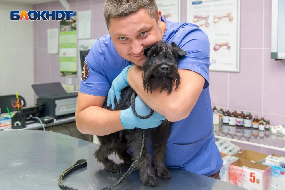 Ветклиника богомольца. Ветклиника москва бескудниковский бульвар ветлайф 12. Ветклиника баннер. Ветклиника богомольца. Ветклиника 24.