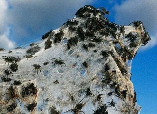 остров пауков айтолико. жуткая паутинка картинка. пыльный паук. нашествие пауков в австралии 2020. домовой паук tegenaria agrestis.