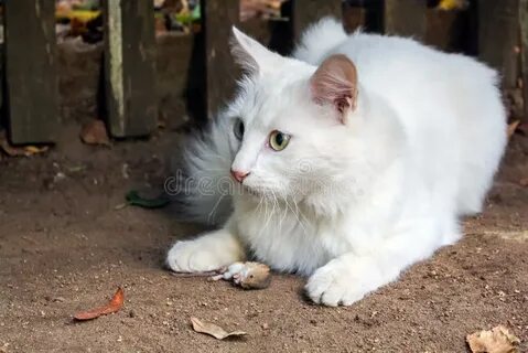 Мышь кот 10