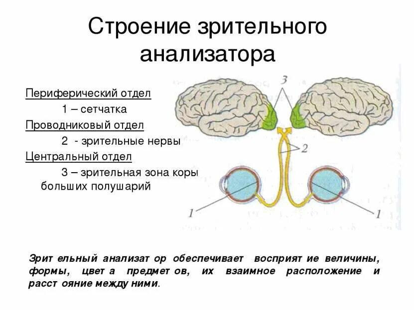 Периферический проводниковый и центральный отделы. Периферический отдел зрительного анализатора. Строение проводникового отдела. Таблица анализаторы периферический отдел проводниковый центральный. Периферический проводниковый и центральный отделы.