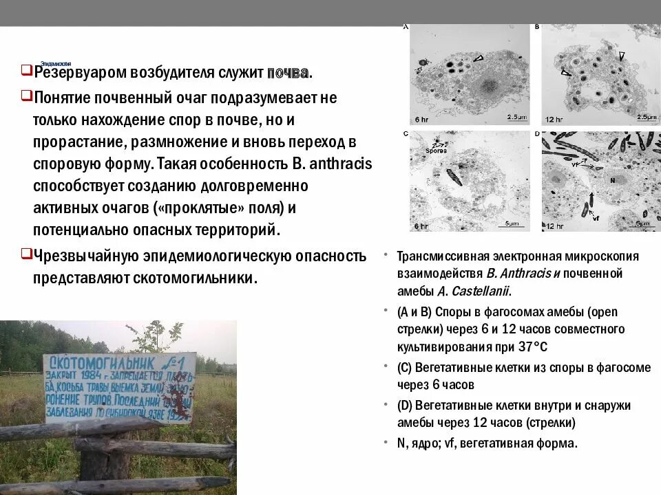 Ответы на тест эпидемиология и профилактика. Сибирская язва эпидемиология. Эпидемиология сибирской язвы в России. Сибирская язва Кыргызстан. Сибирская язва передача.