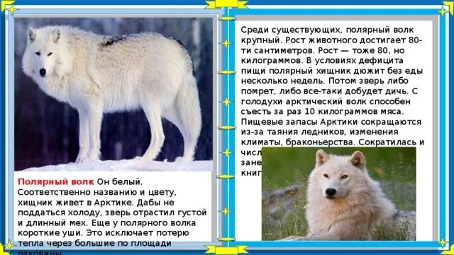 Информация о животных севера. Слова волка. Интересные факты о белом волке. Полярный волк описание. Белый полярный волк.