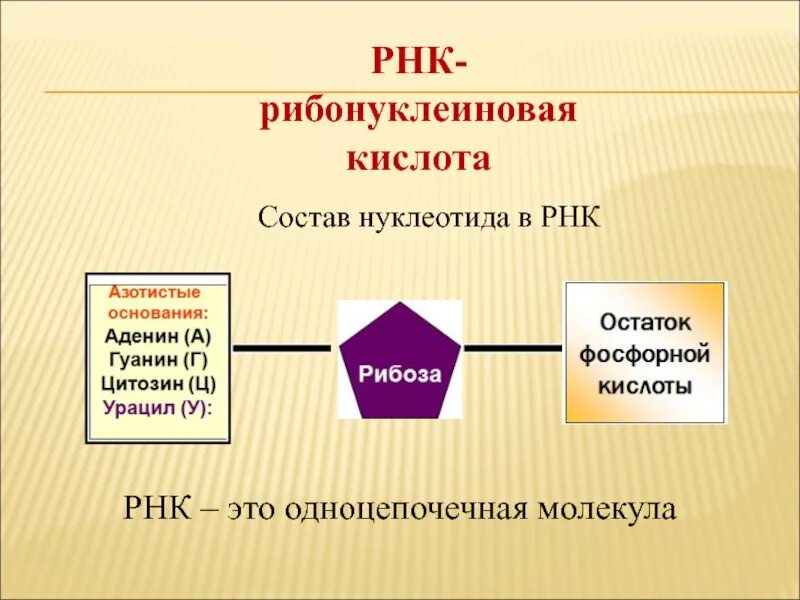 Состав нуклеотида молекулы рнк