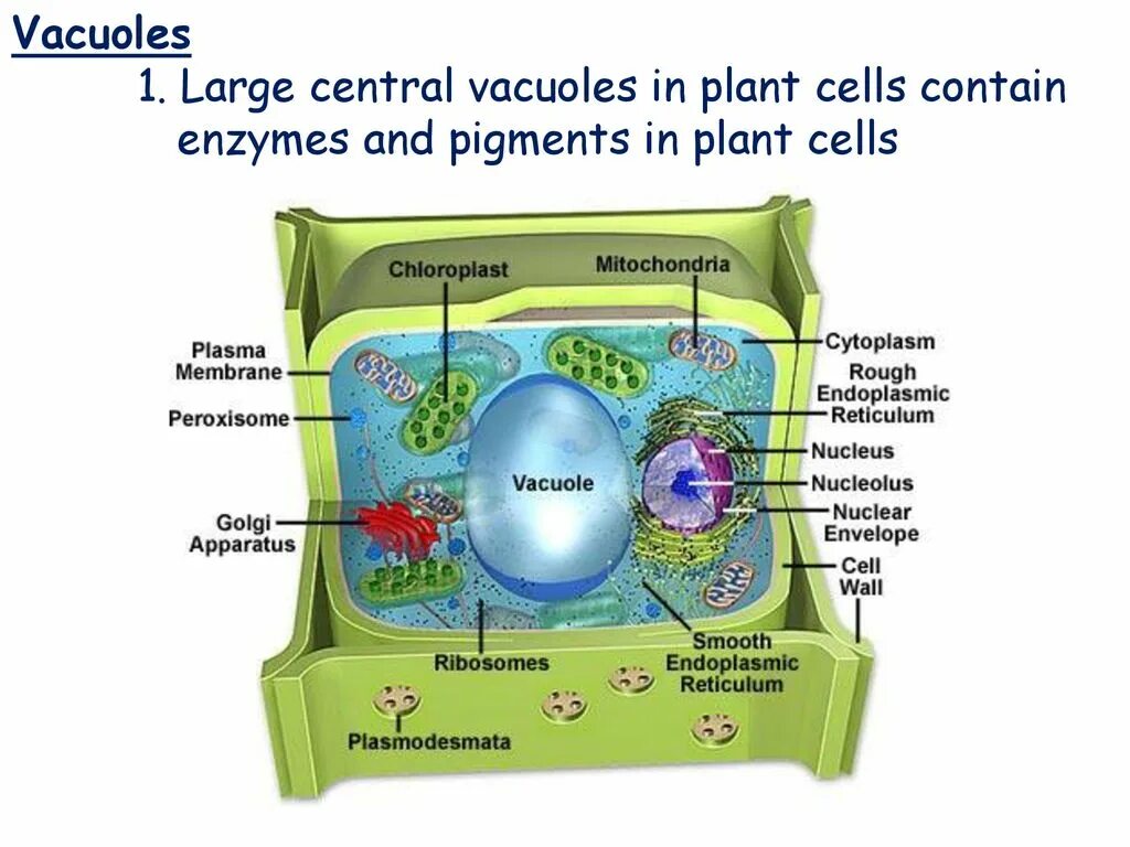 Cell contains. Клетка Plant Cell. Будова рослинної клітини. Vacuole. Будова клітини рослини.