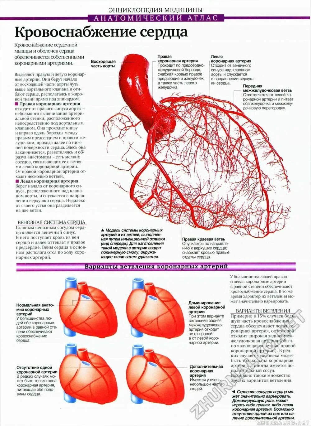 Коронарные артерии венечные вены. Коронарные артерии анатомия атлас. Кровоснабжение сердца атлас. Коронарные артерии схема.