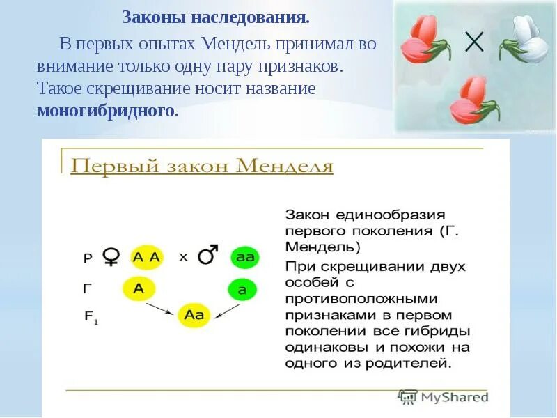 Моногибридное скрещивание двух гетерозиготных растений