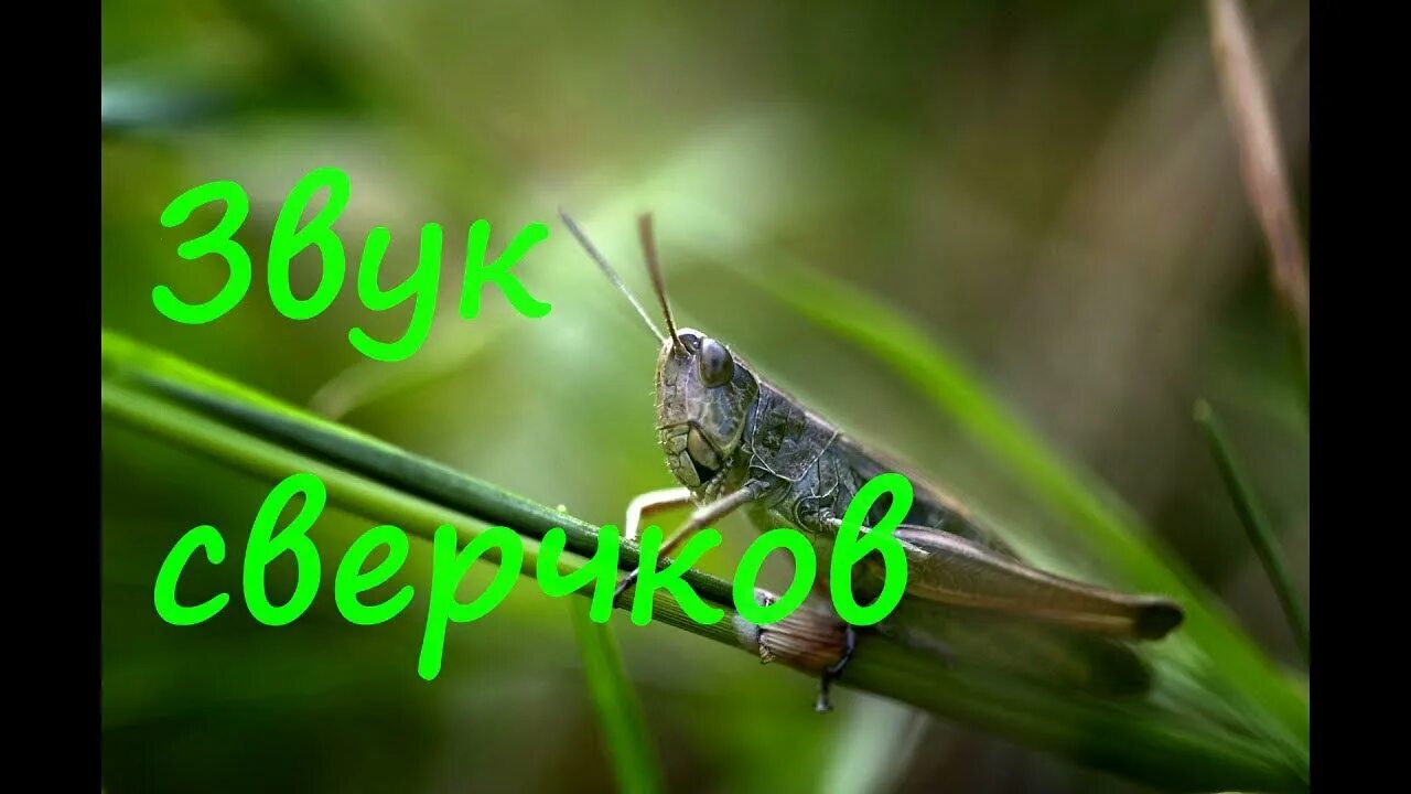 Как называется звук сверчков. Звук сверчков. сверчок мем. пение сверчка. пение цикад сверчков.