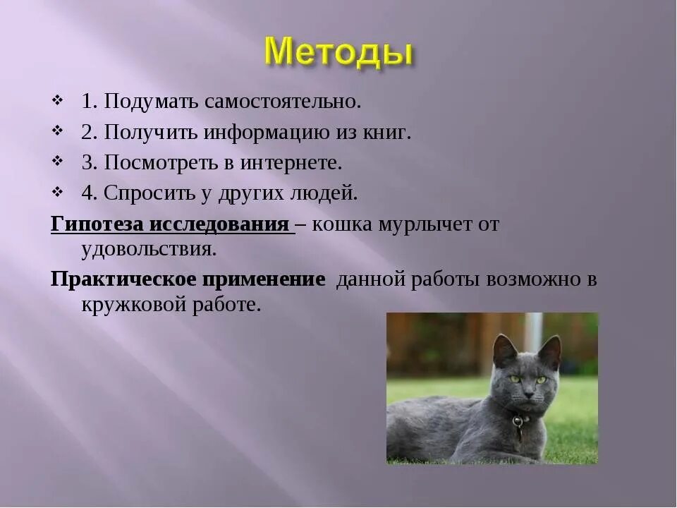 Кошка мурчит без причины. Почему кот мурлыкает. исследовательская работа почему кошка мурлычет. как коты мурлыкают. почему котики мурлычат.