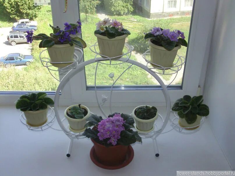 авито нижний растения