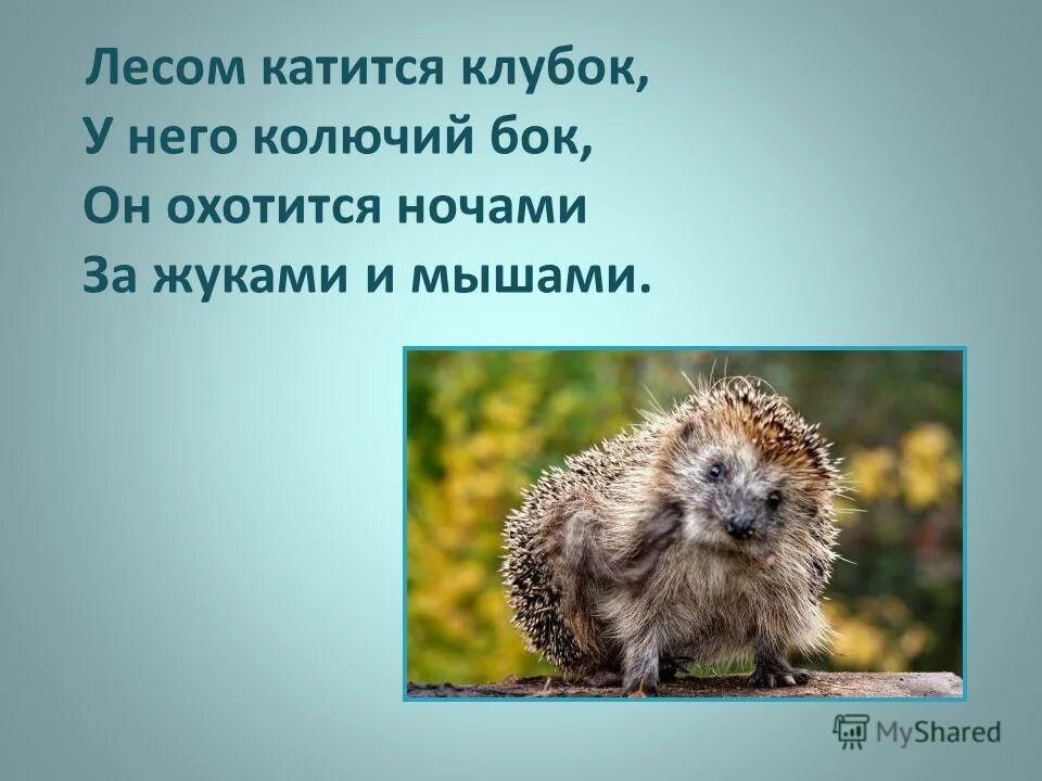 Зачем ежику колючки. Почему я еж. Почему я еж. Что представляют собой иглы ежа?. Почему я еж.