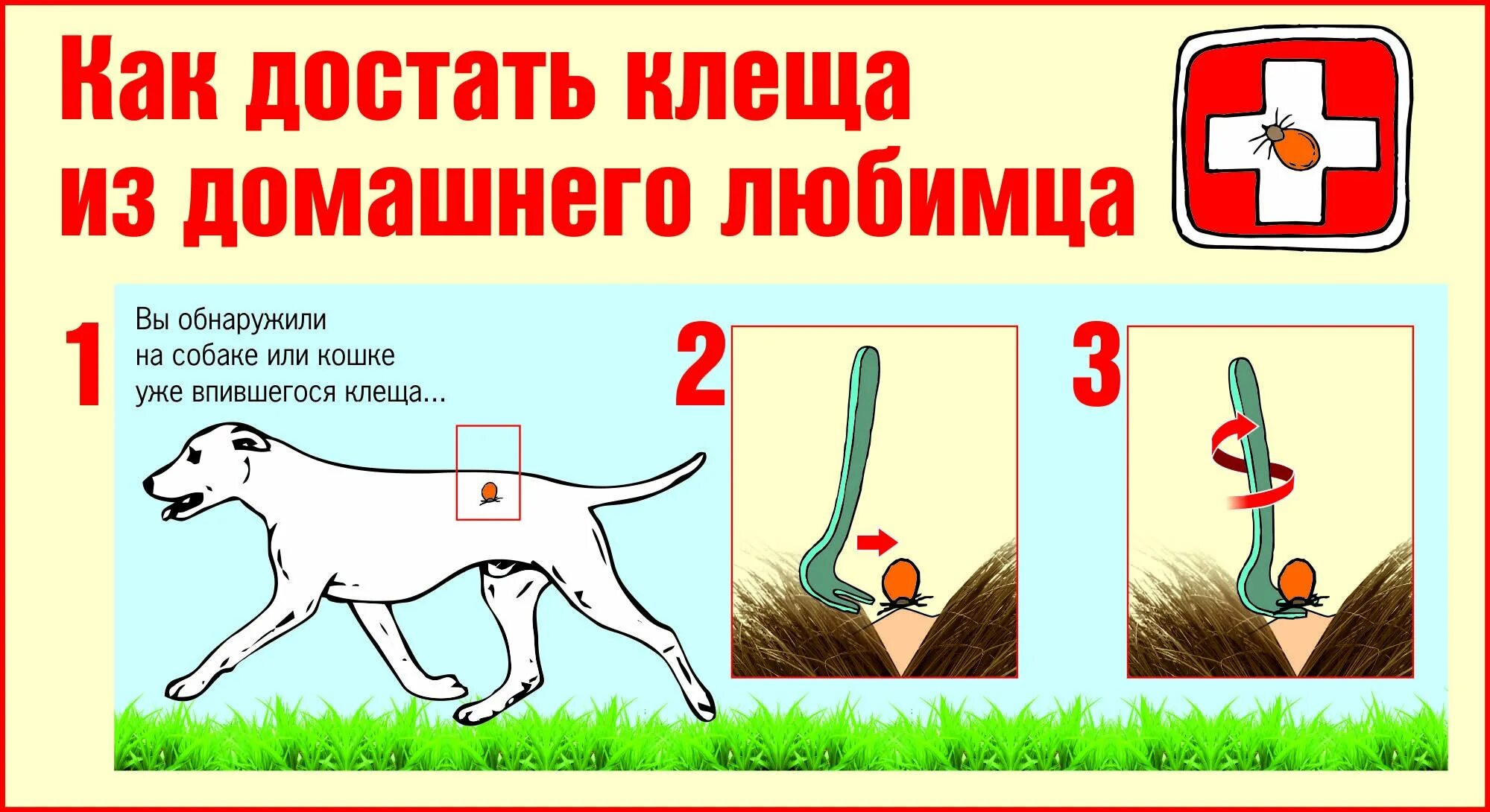 Клещ удалить в домашних. Как убрать клещей с собаки. Клещи на собаке как убрать. Как убрать клеща у собаки.